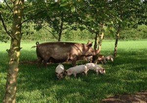 Outdoor breeding